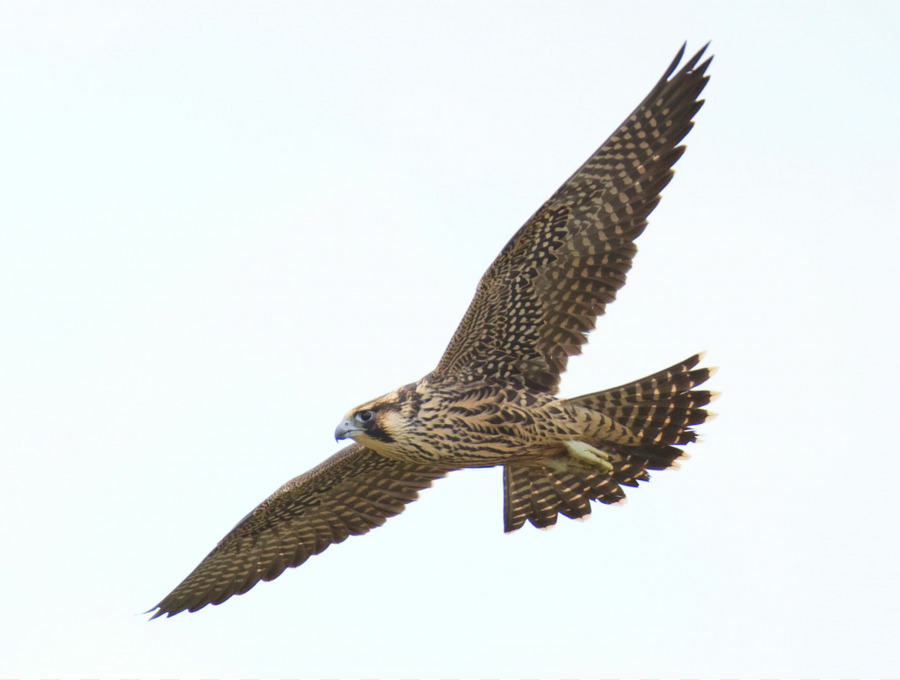 Pájaro，Falcon PNG