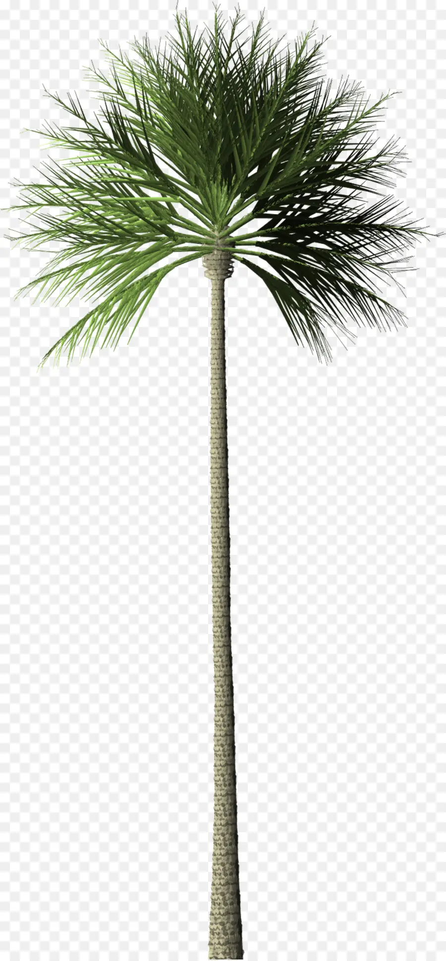 Planta De Yuca，Árbol PNG