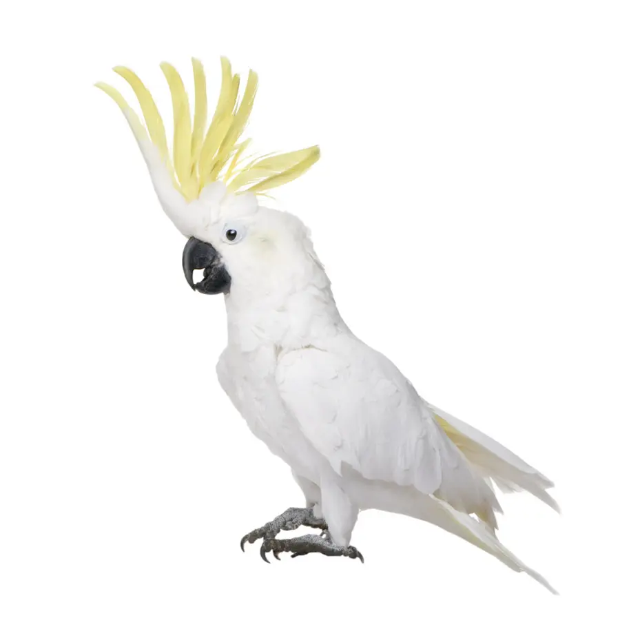 Cacatúa Blanca，Animal PNG