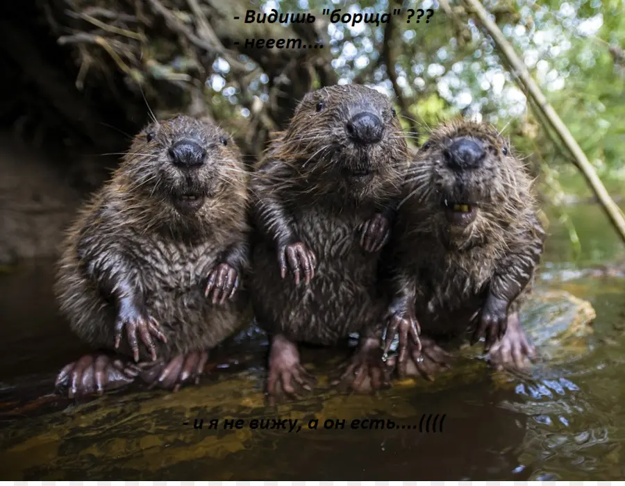 De América Del Norte Beaver，Gatito PNG