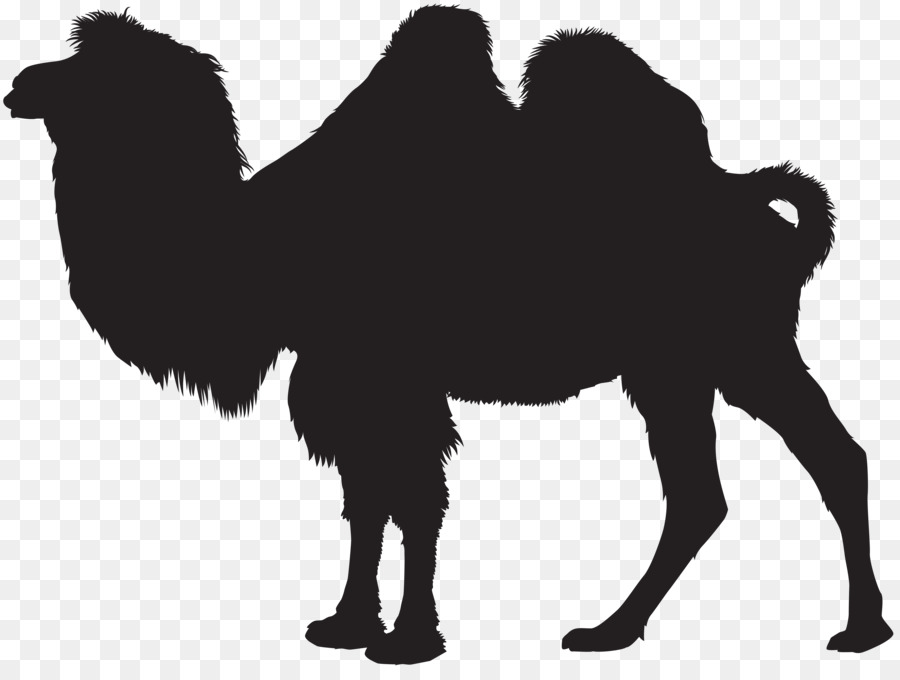 Camello，Silueta PNG