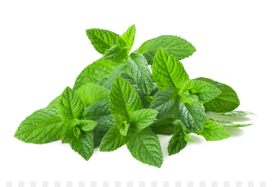 Mentha Spicata，Agua De Menta PNG