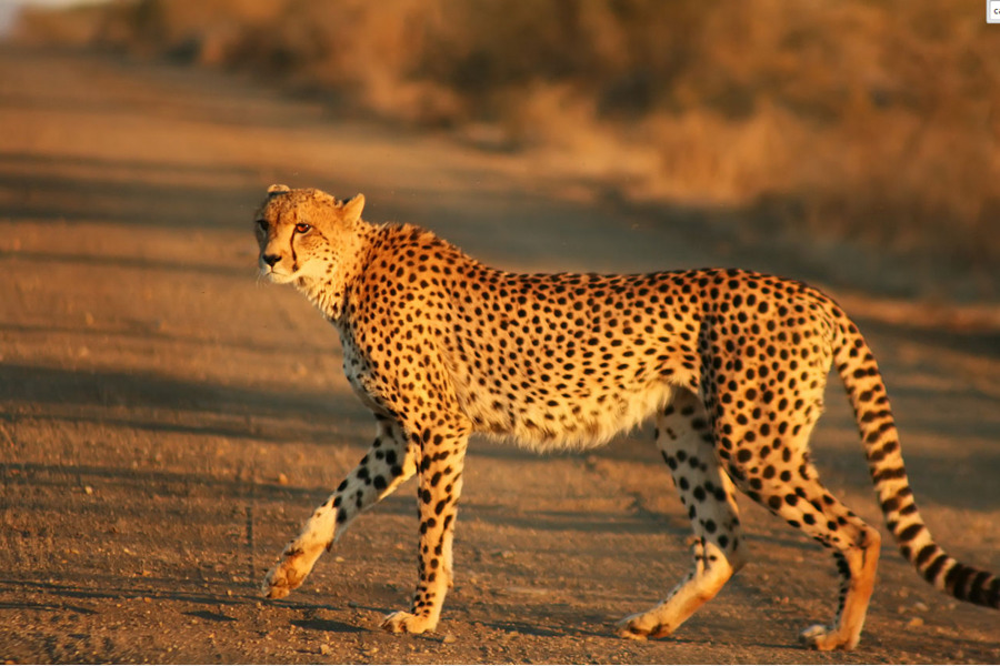 Cheetah，Felinae PNG