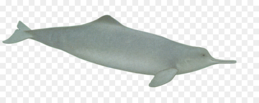 Ballena，Océano PNG