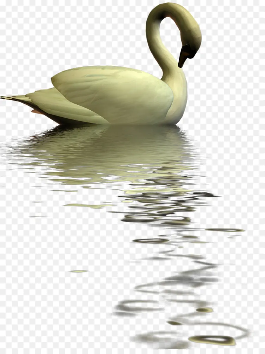 Reflexión Del Cisne，Pájaro PNG