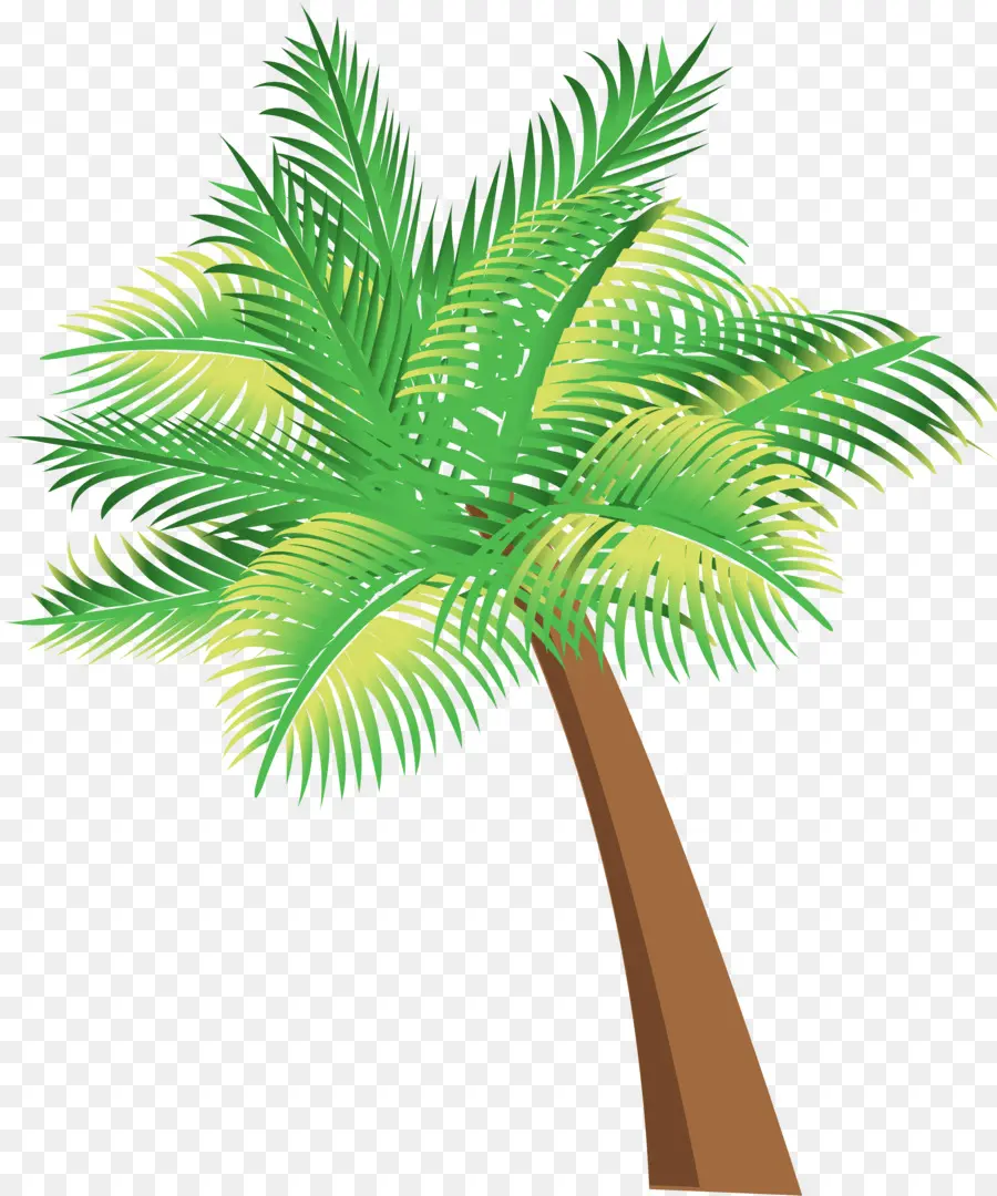 Arecaceae，Las Palmas PNG