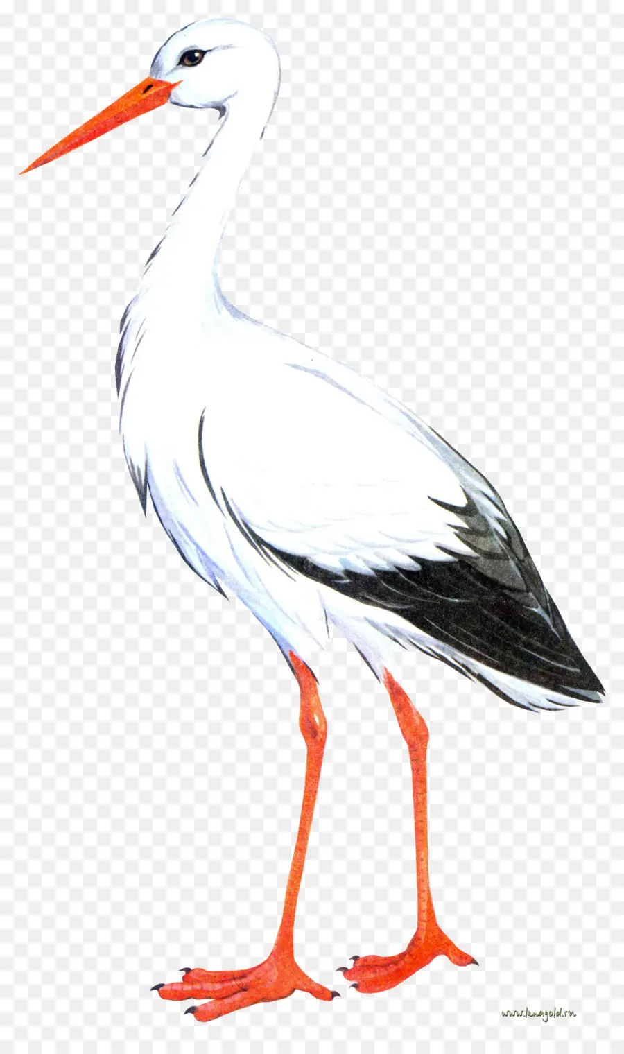 Pájaro，Grúa PNG