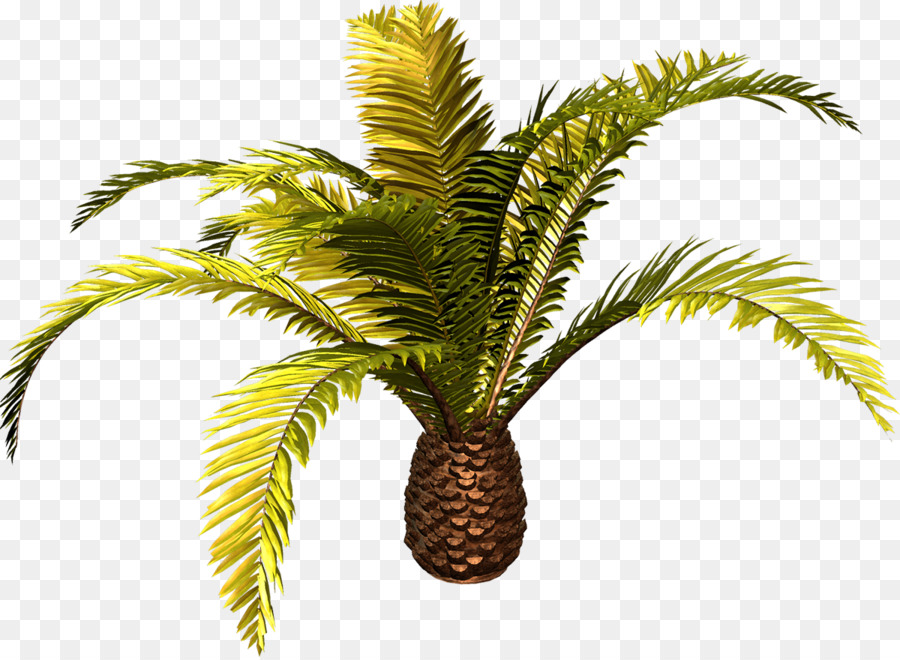 Palmera，Tropical PNG