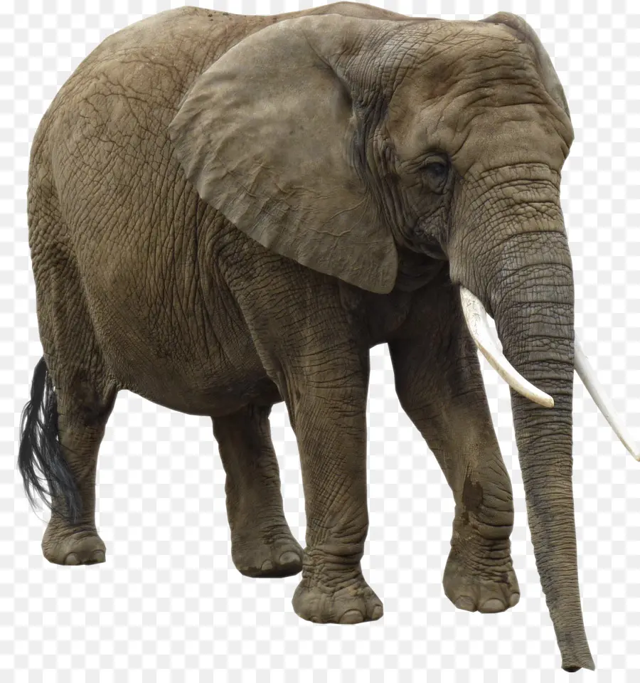 Elefante，Mamífero PNG