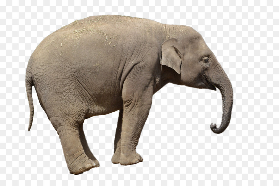 Elefante，Mamífero PNG