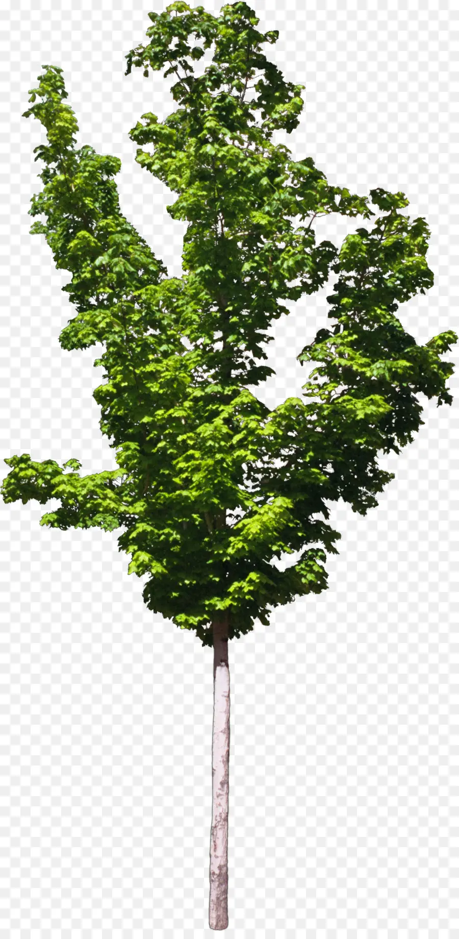 Zelkova Serrata，árbol PNG