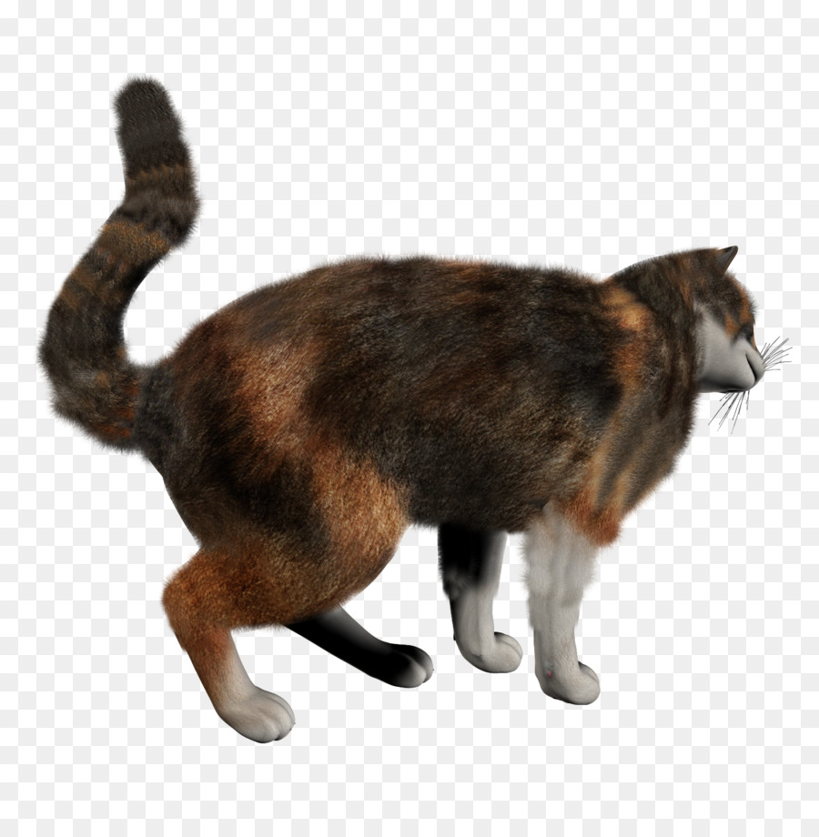 Europeo De Pelo Corto，Manx Cat PNG