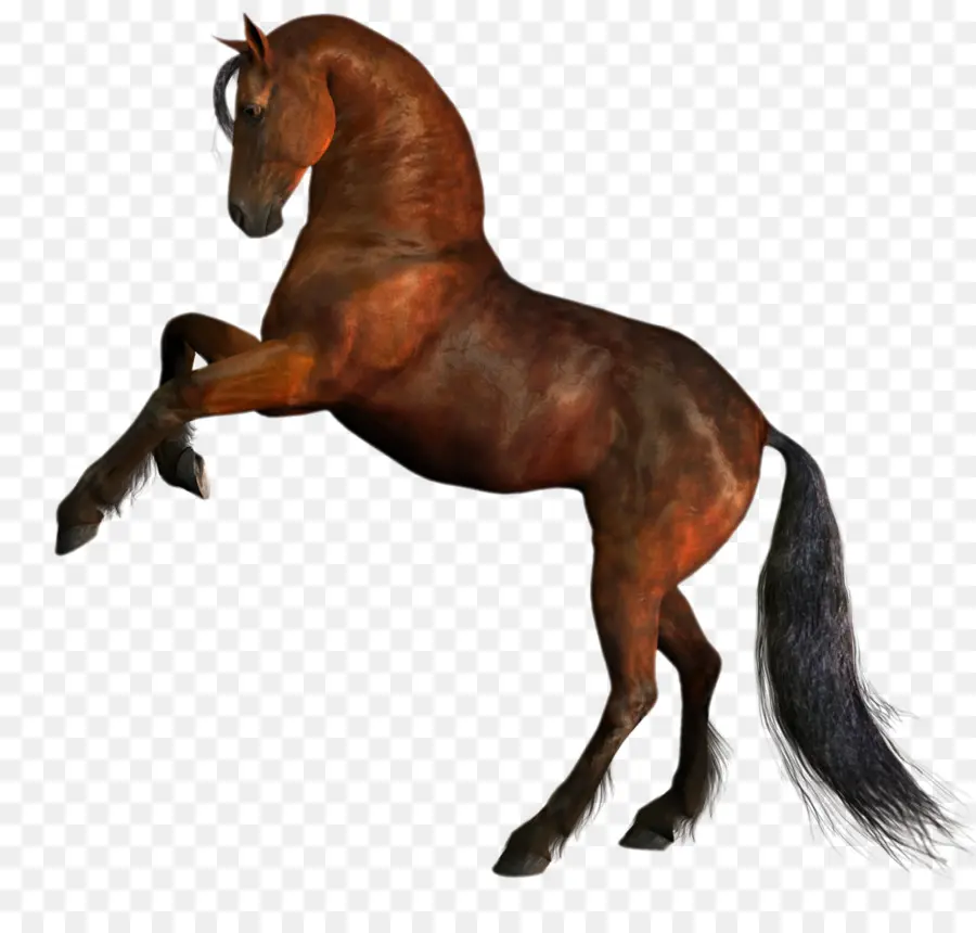 Caballo，Equino PNG