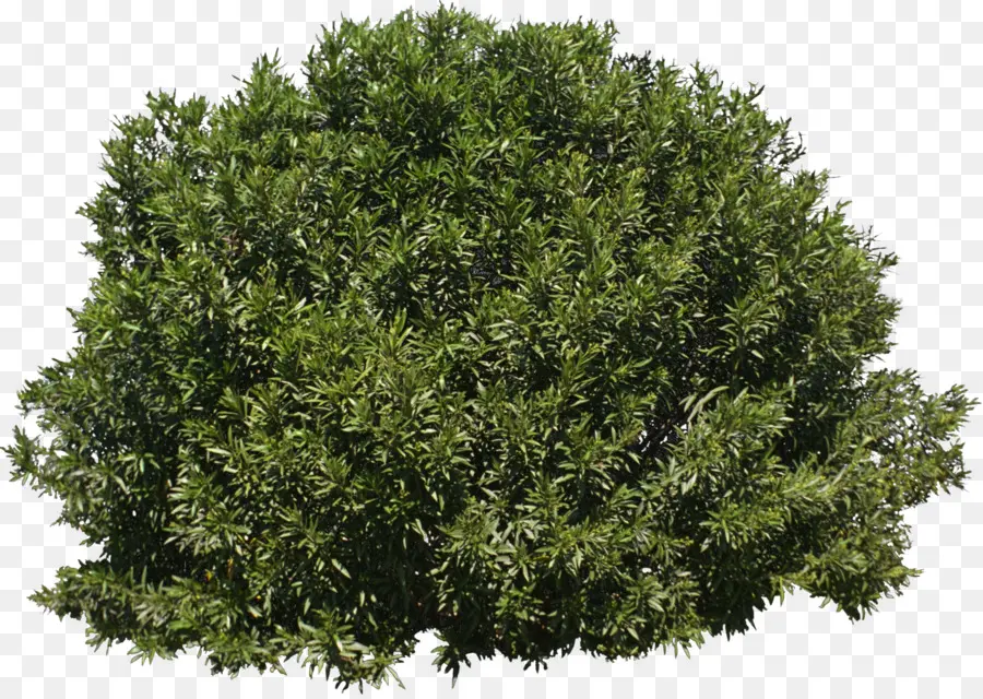 árbol，Arbusto PNG