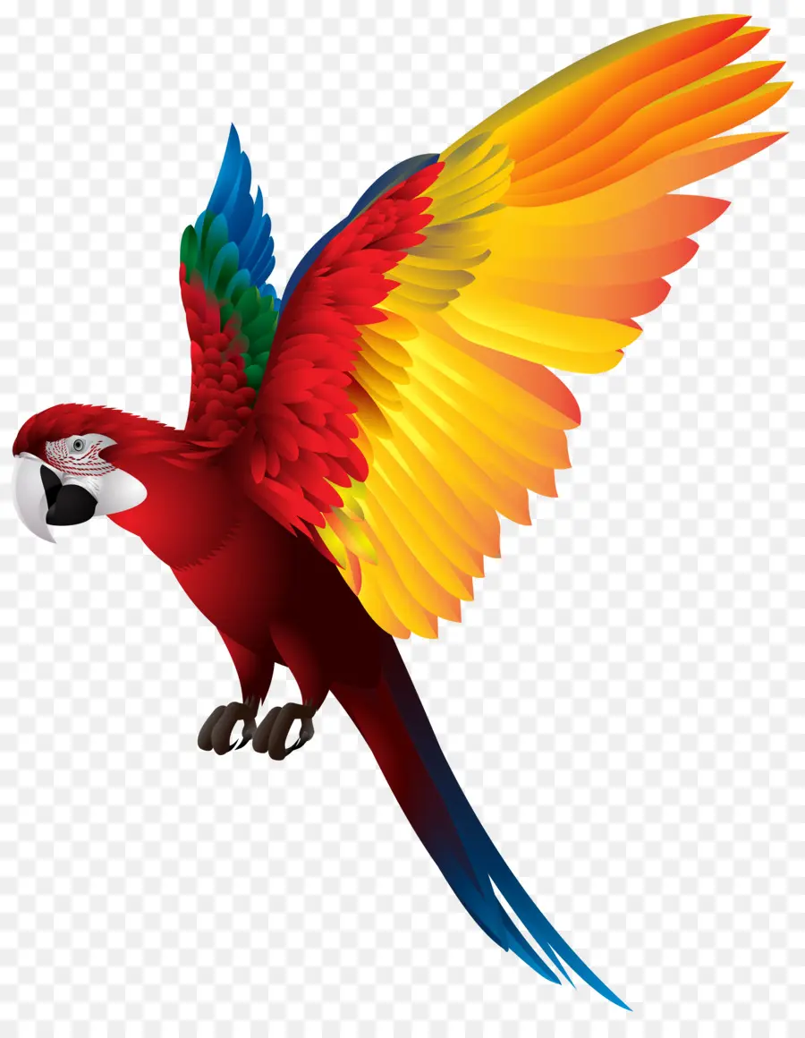 Pájaro，Loro Verdadero PNG