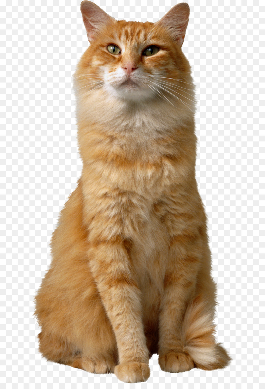 Gato，Perro PNG