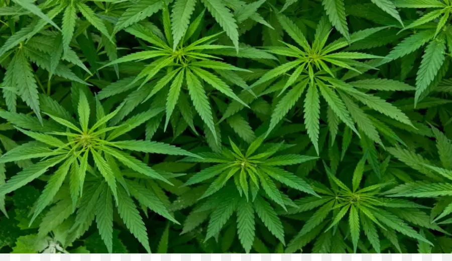 Marijuana，Canabis PNG