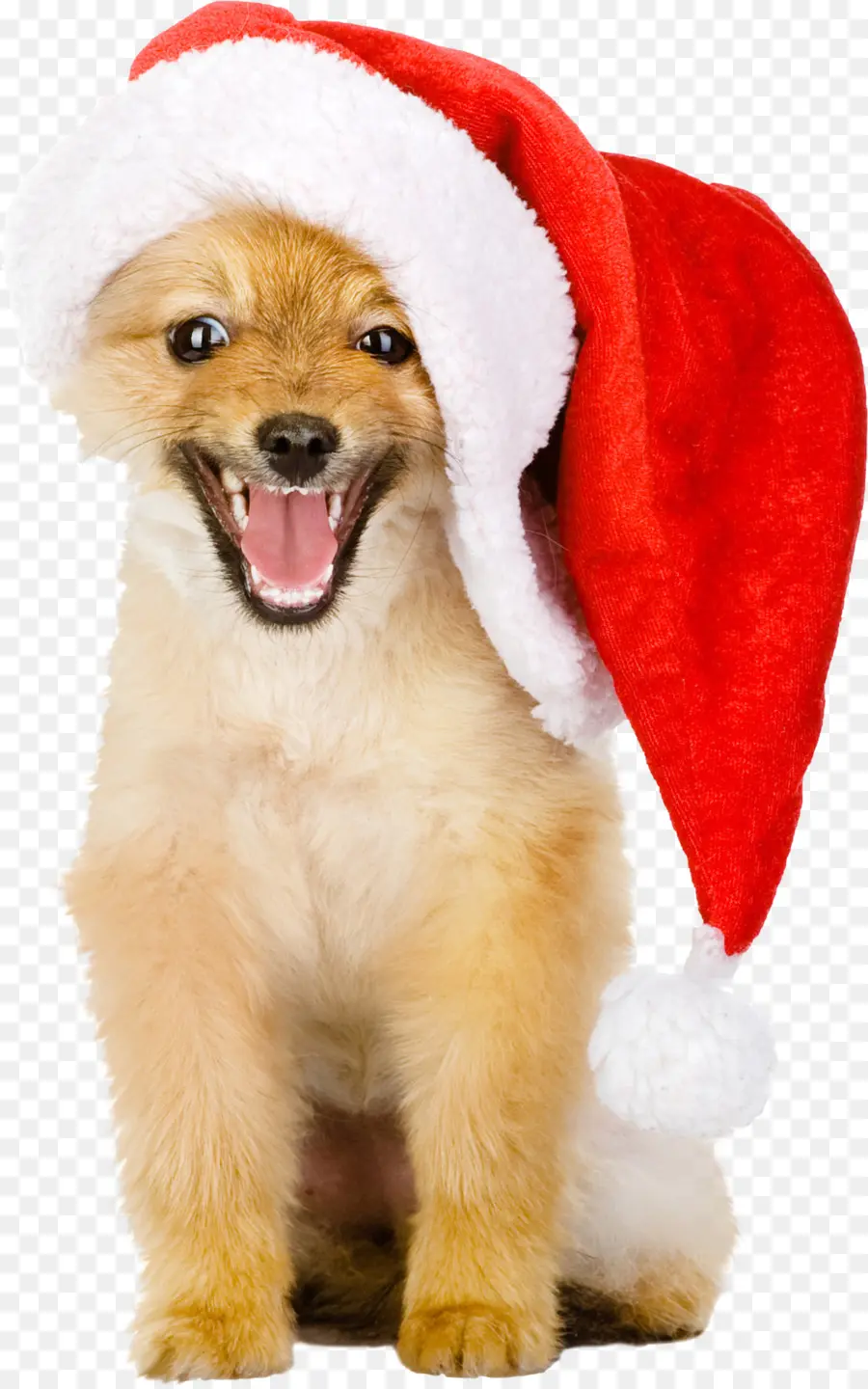 Perro Con Gorro De Papá Noel，Navidad PNG