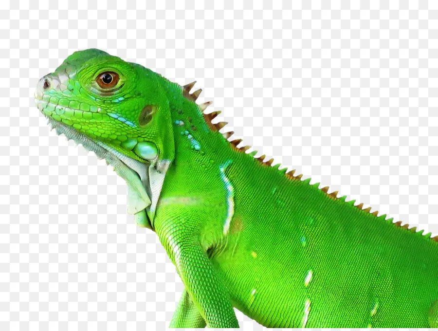 Lagarto Verde，Reptil PNG