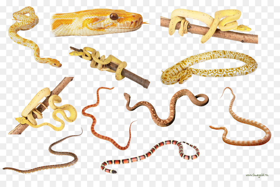 La Serpiente，Reptiles PNG