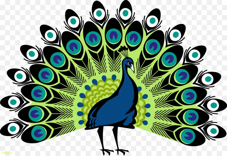 Pavo Real，Dibujo PNG