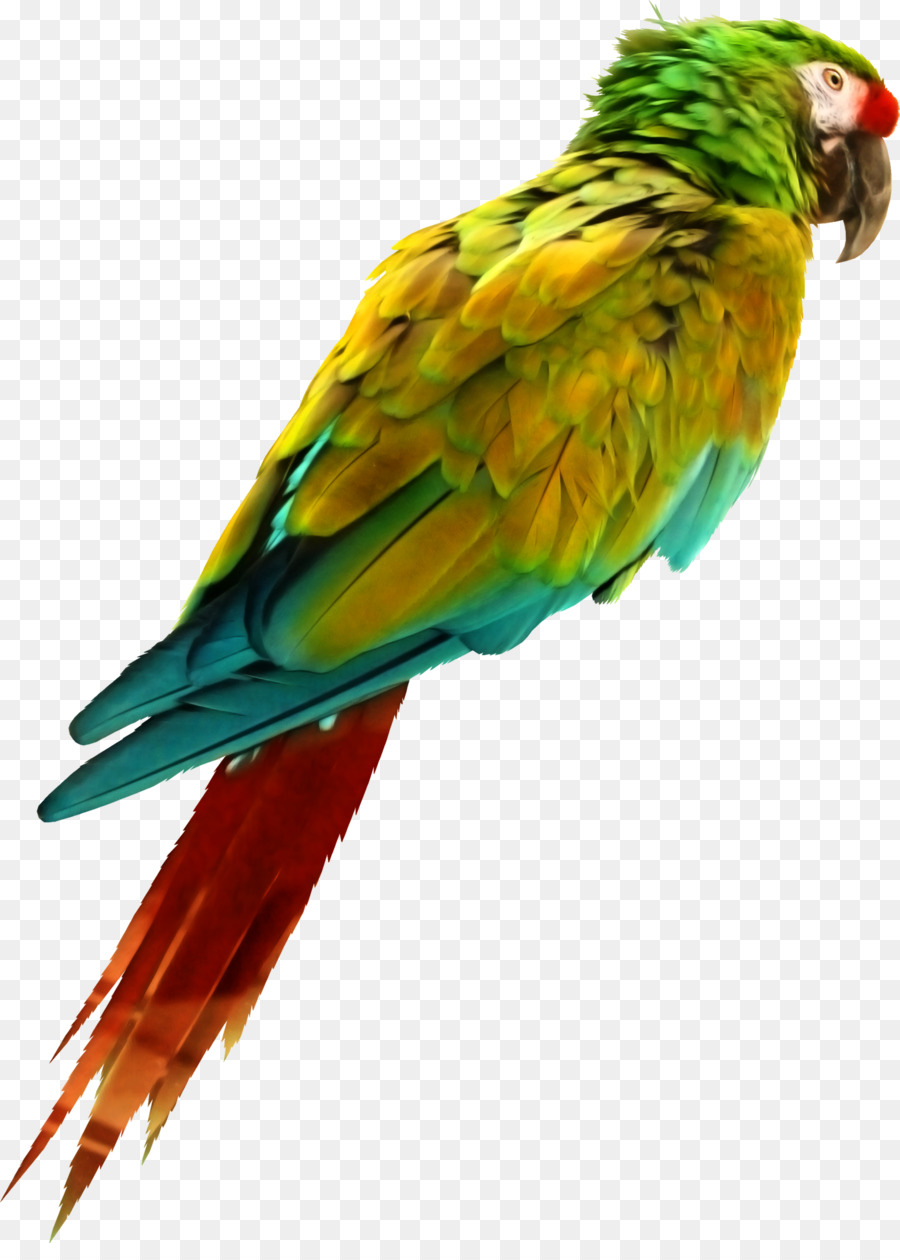 Pájaro，Parrot PNG