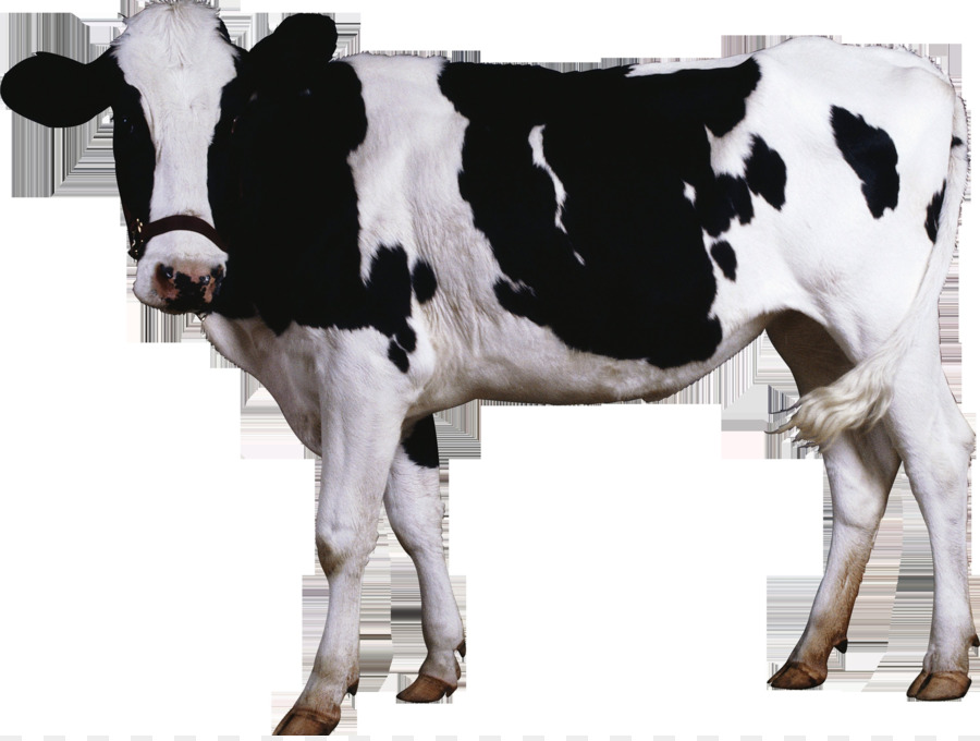 Ganado Holstein Friesian，Brown Swiss Ganado PNG