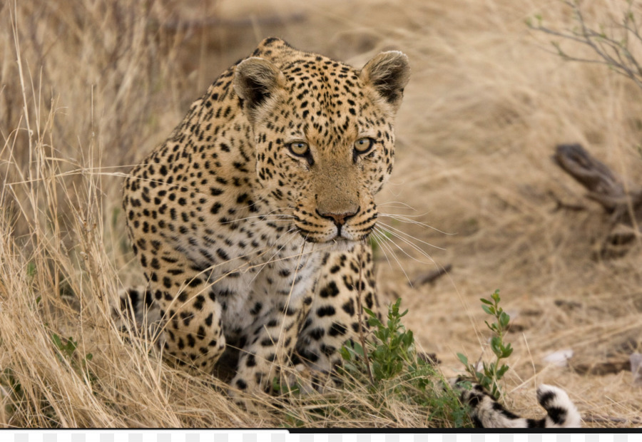 Leopard，Felidae PNG