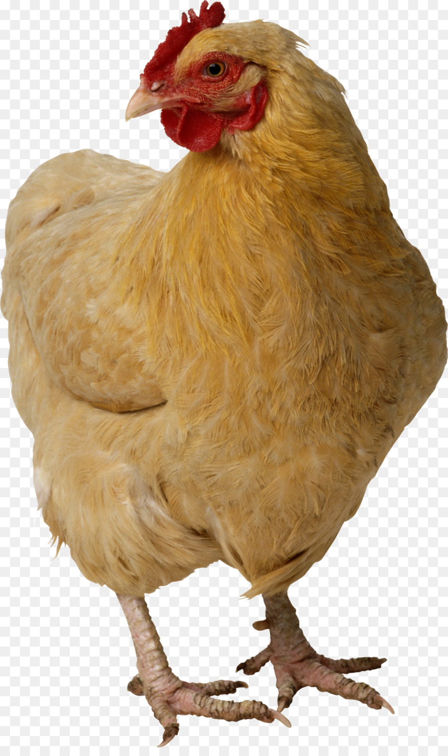 Pollo，Pollo Asado PNG