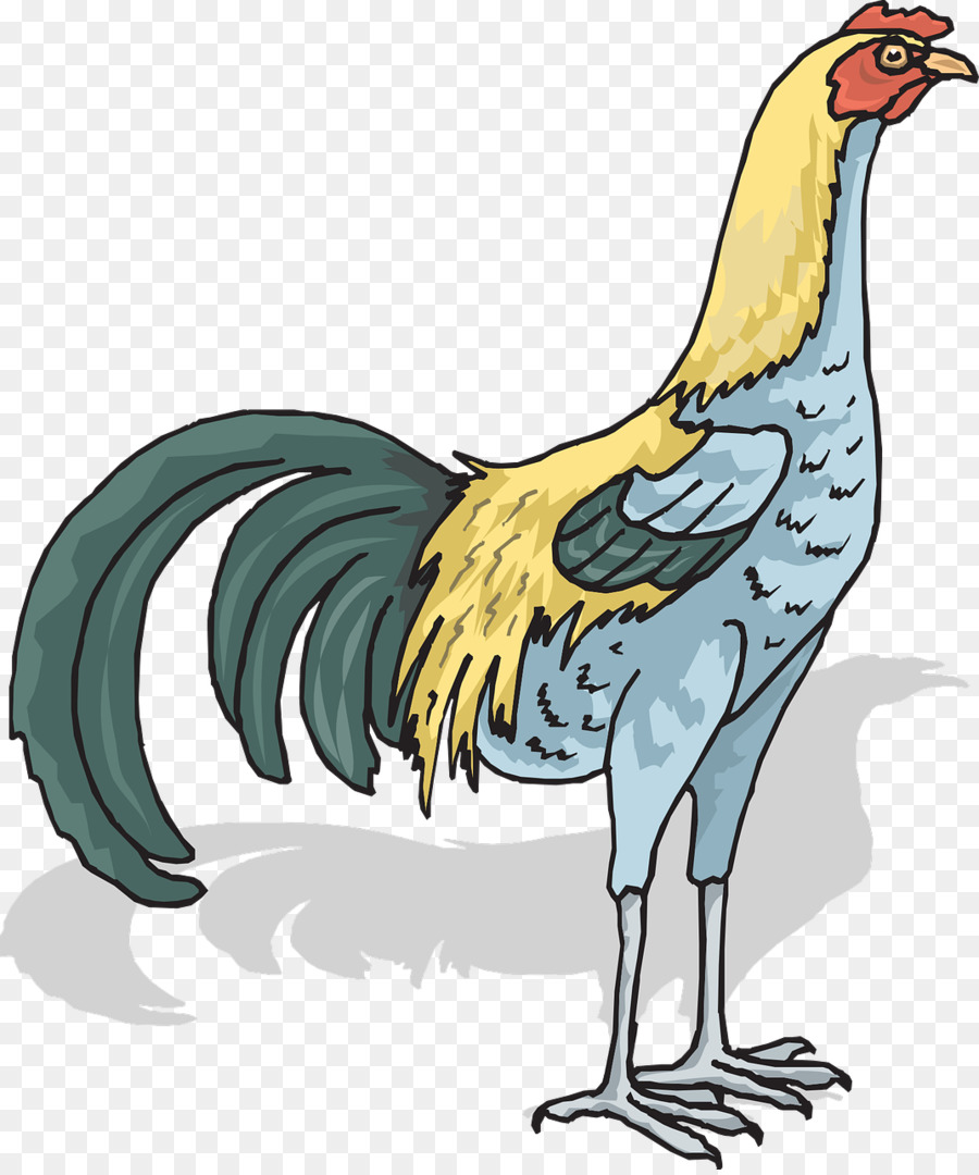 Pollo，Gallo PNG