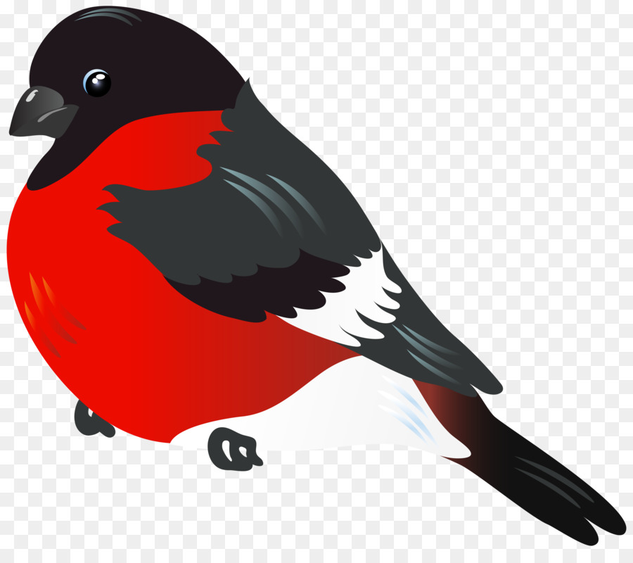 Pájaro，Agapornis PNG