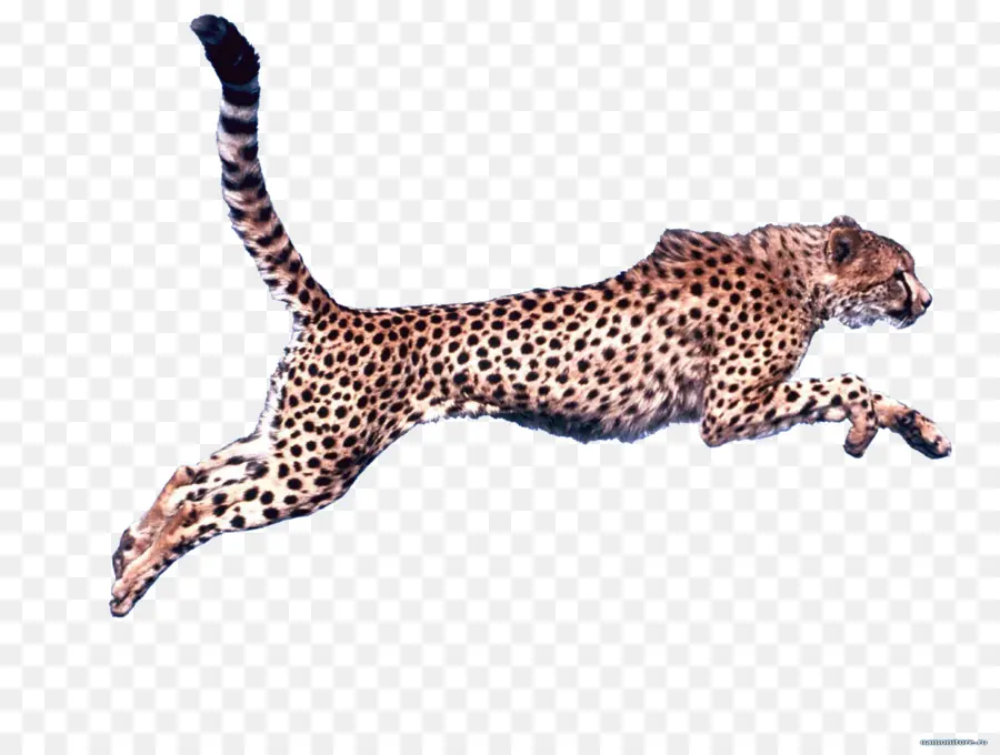 Cheetah，Descargar PNG