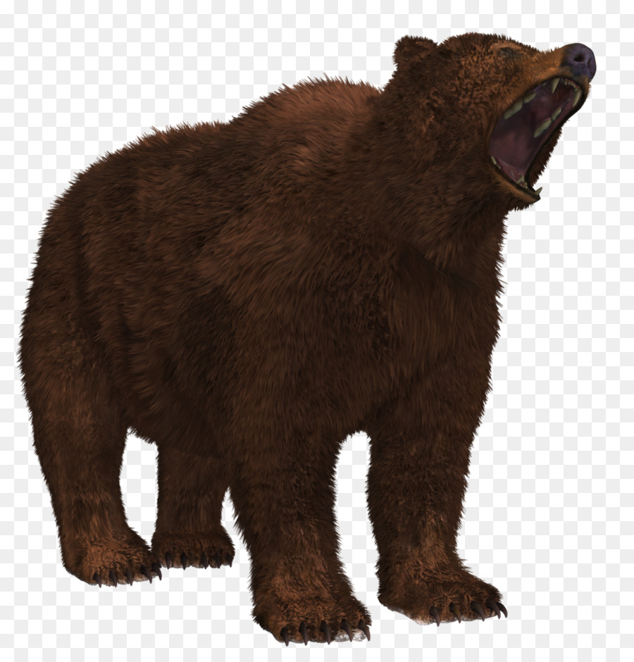 Oso，Península De Alaska Oso Pardo PNG