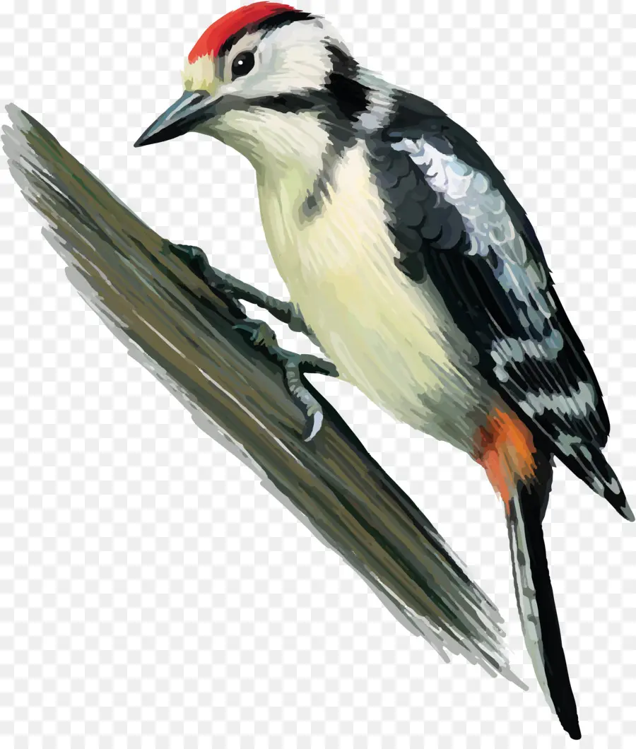Carpintero，Pájaro PNG