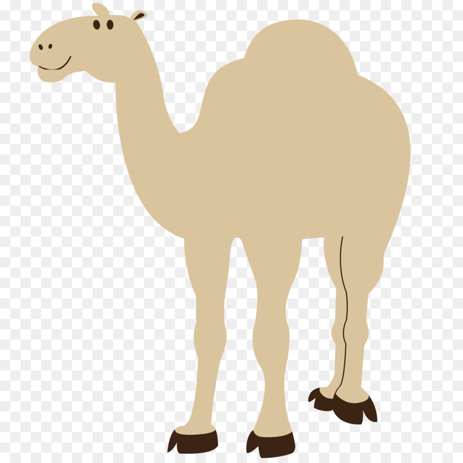 Camellos，Desierto PNG