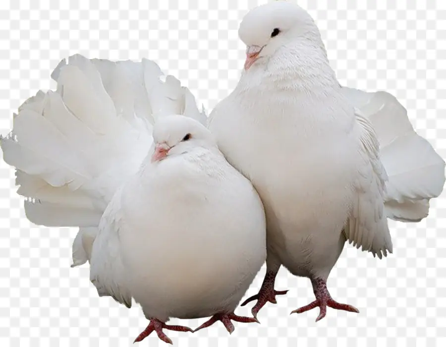 Palomas，Blanco PNG