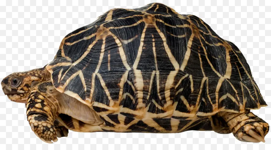 Tortuga，Reptiles PNG