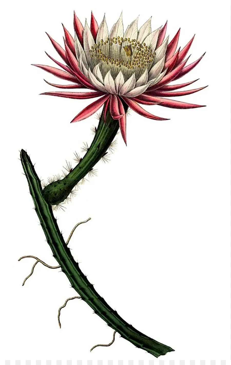 Flor De Cactus，Floración PNG