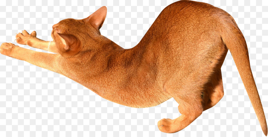 Gato Marrón，Mascota PNG