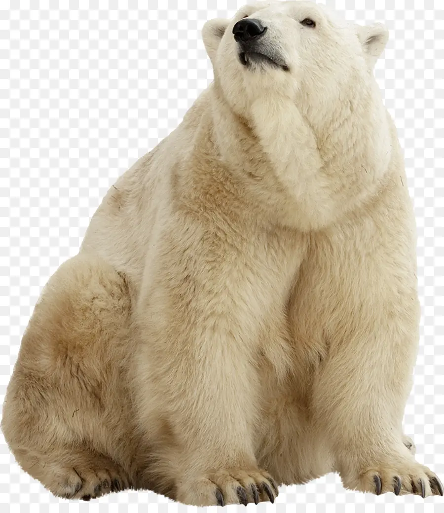 Oso Polar，Oso Pardo PNG