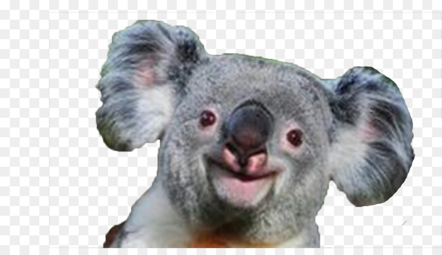 Coala，Baby Koala PNG