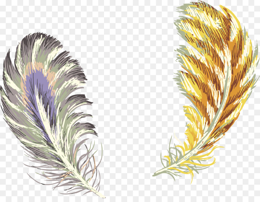 Plumas，Plumaje PNG