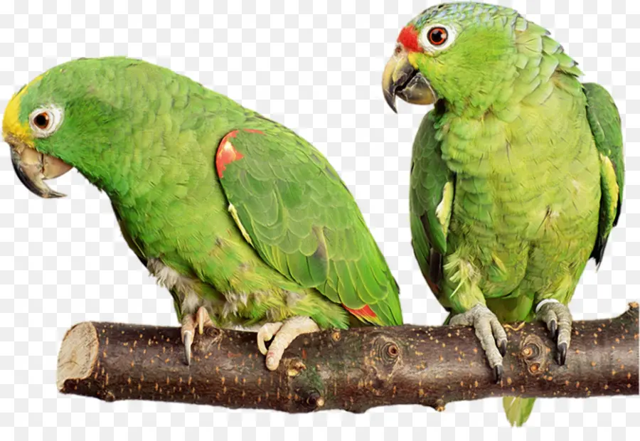 Pájaro，Cacatúa PNG