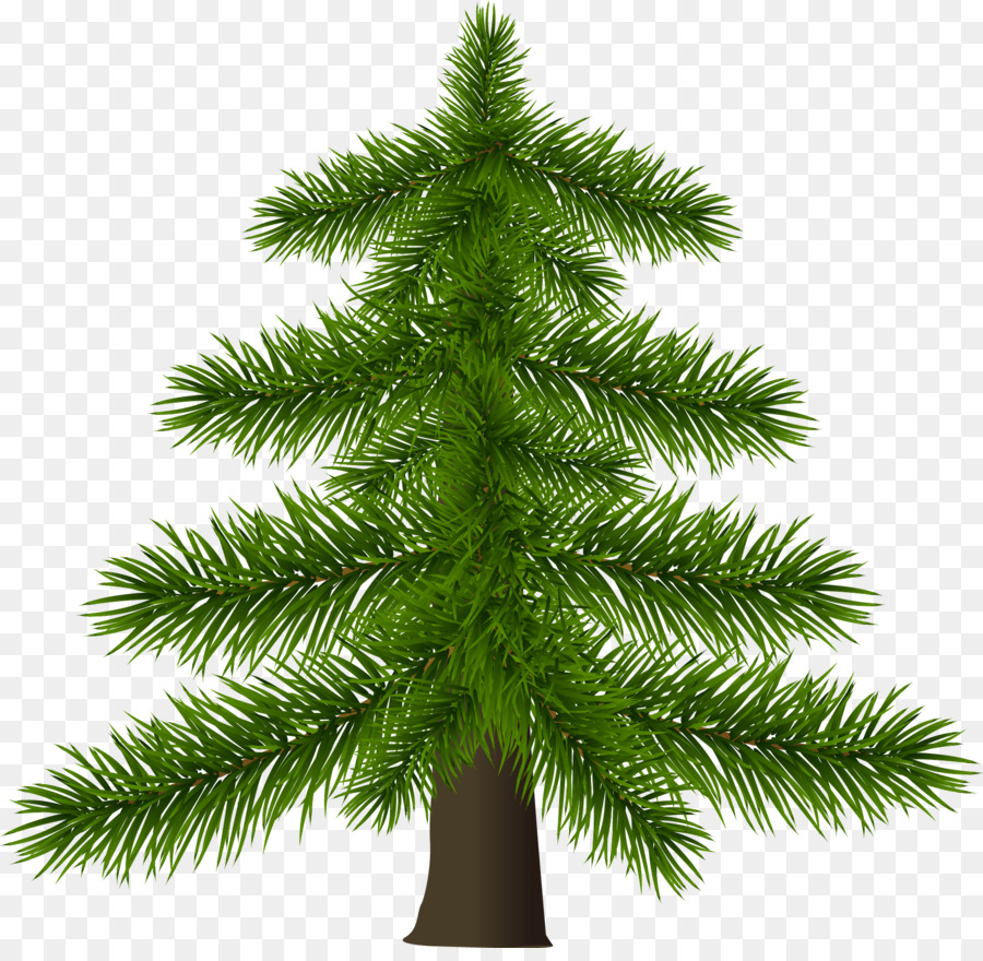 Árbol，Pino PNG