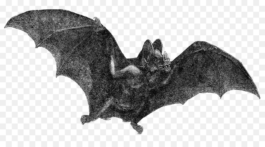 Bat，Halloween PNG