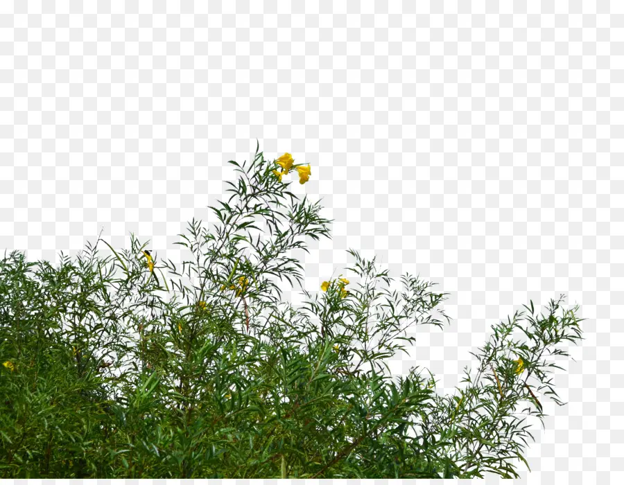 Flor，árbol PNG