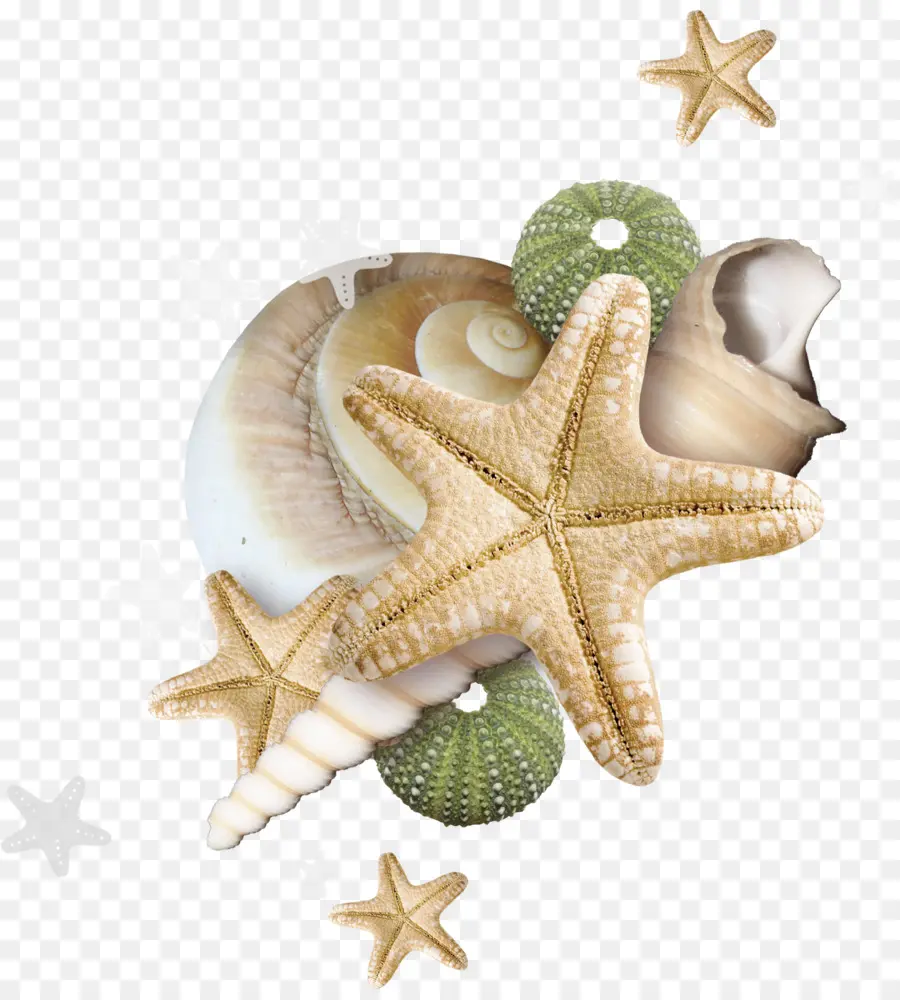 Conchas Y Estrellas De Mar，Conchas PNG