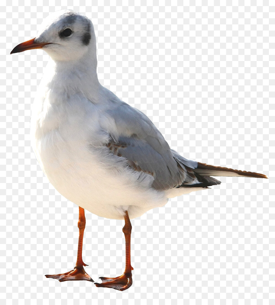 Pájaro，Gaviota PNG