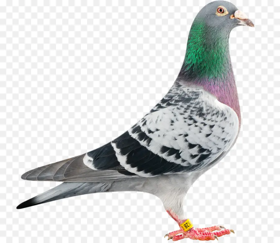 Homing Pigeon，Carreras De Homero PNG
