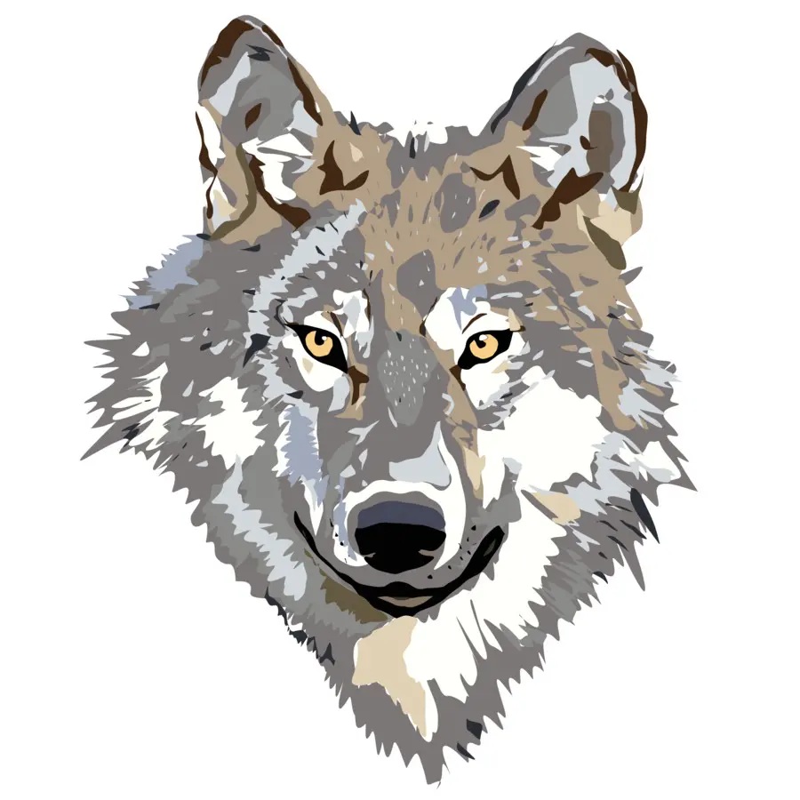 Lobo Gris，Coyote PNG
